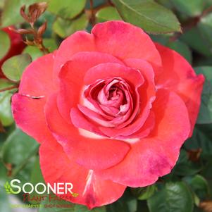 SMOKIN' HOT™ HYBRID TEA ROSE