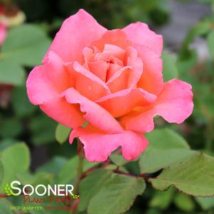 REMINISCENT® CORAL ROSE