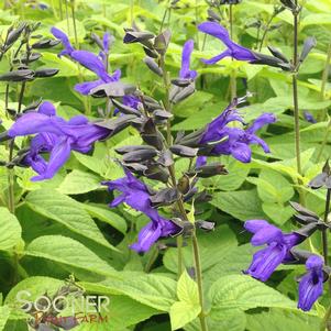 BLACK AND BLUE ANISE SALVIA