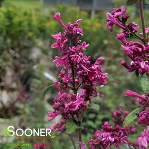 BLOOMERANG® DARK PURPLE LILAC