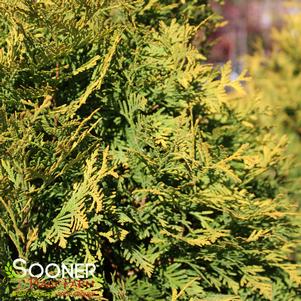 POLAR GOLD® ARBORVITAE