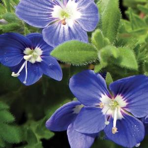 TIDAL POOL PROSTRATE SPEEDWELL