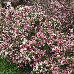 CZECHMARK TRILOGY® WEIGELA