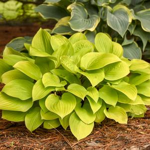 FIRE ISLAND HOSTA