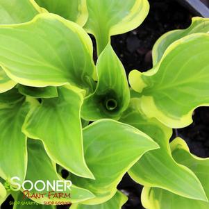 SO SWEET HOSTA