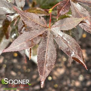 RED BARON UPRIGHT JAPANESE MAPLE