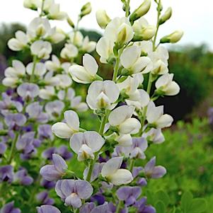 LUNAR ECLIPSE FALSE INDIGO