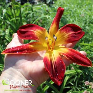 RAINBOW RHYTHM® RUBY SPIDER DAYLILY