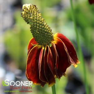 RED MIDGET MEXICAN HAT