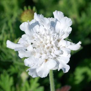 FLUTTER™ PURE WHITE PINCUSHION FLOWER