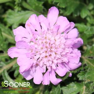 PINK MIST PINCUSHION FLOWER