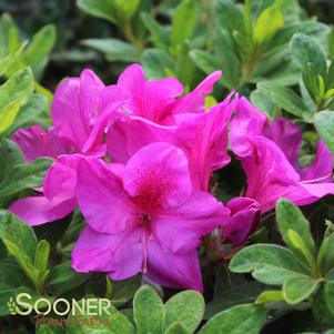 BLOOM-A-THON® LAVENDER AZALEA