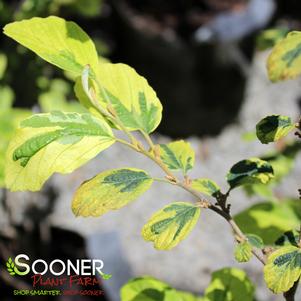 LITTLE PROSPECT VARIEGATED WITCH HAZEL