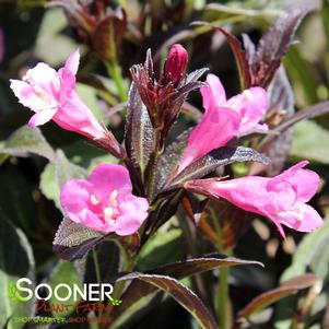 STUNNER™ WEIGELA