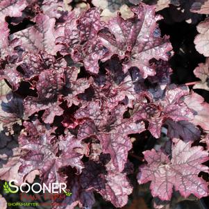 GRAPE TIMELESS CORAL BELLS