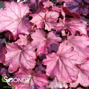 PRIMO® WILD ROSE CORAL BELLS