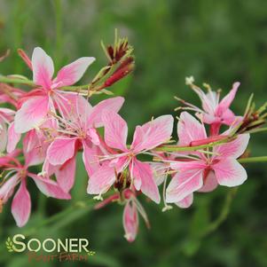 SISKIYOU PINK WAND FLOWER