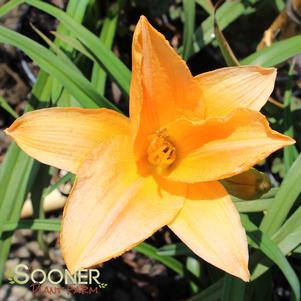 SOMBRERO WAY DAYLILY