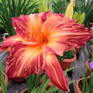 PINK STRIPES DAYLILY