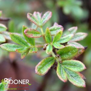 PINK BEAUTY POTENTILLA