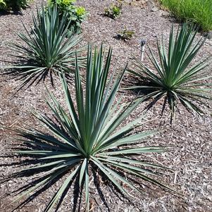 BLUE SENTRY YUCCA