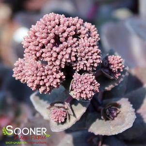 NIGHT EMBERS SEDUM