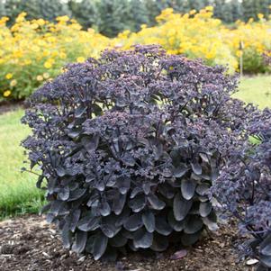 ROCK 'N GROW® BACK IN BLACK SEDUM