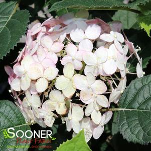 INCREDIBALL® BLUSH HYDRANGEA