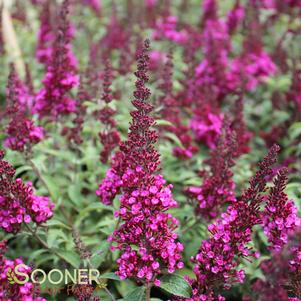 BUZZ® HOT RASPBERRY BUTTERFLY BUSH