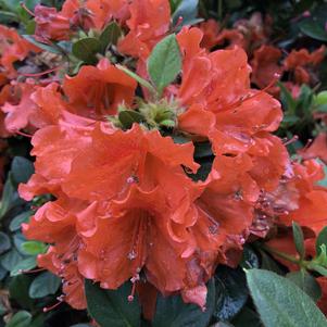 PERFECTO MUNDO® ORANGE AZALEA