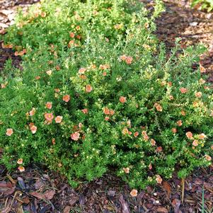 HAPPY FACE® ORANGE POTENTILLA