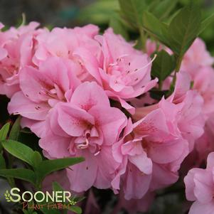 PERFECTO MUNDO® DOUBLE PINK AZALEA