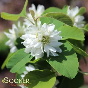 STANDING OVATION™ SERVICEBERRY