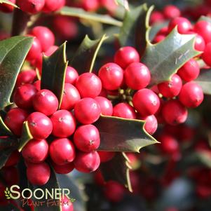 CHRISTMAS JEWEL® HOLLY