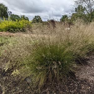 GONE WITH THE WIND PRAIRIE DROPSEED