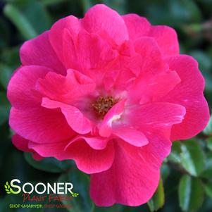 FLOWER CARPET® PINK SUPREME ROSE