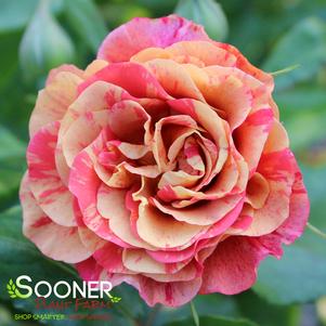 FRIDA KAHLO® FLORIBUNDA ROSE