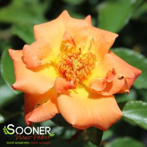 SUNORITA® SHRUB ROSE