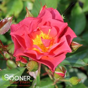 CINCO DE MAYO FLORIBUNDA ROSE