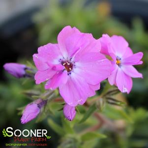 ROSE SPRITE HYBRID SPRING PHLOX