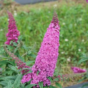 PUGSTER PINKER® BUTTERFLY BUSH