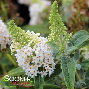 DAPPER™ WHITE BUTTERFLY BUSH