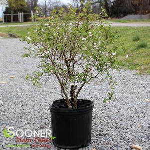 KOJO-NO-MAI ORNAMENTAL CHERRY BUSH