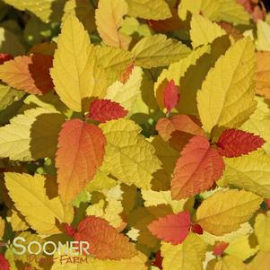 DOUBLE PLAY® CANDY CORN® SPIRAEA