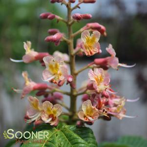 FORT MCNAIR HORSE CHESTNUT