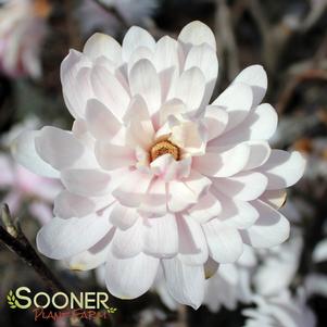 CENTENNIAL BLUSH™ STAR MAGNOLIA