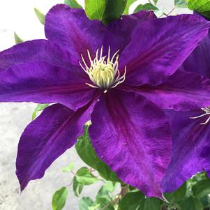 THE DUCHESS OF CORNWALL™ CLEMATIS