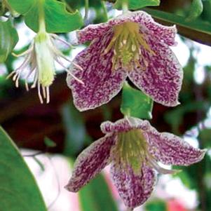 FRECKLES EVERGREEN CLEMATIS