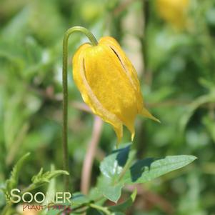 TANGUTICA CLEMATIS