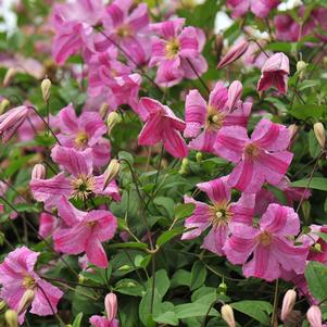 PINK MINK® CLEMATIS